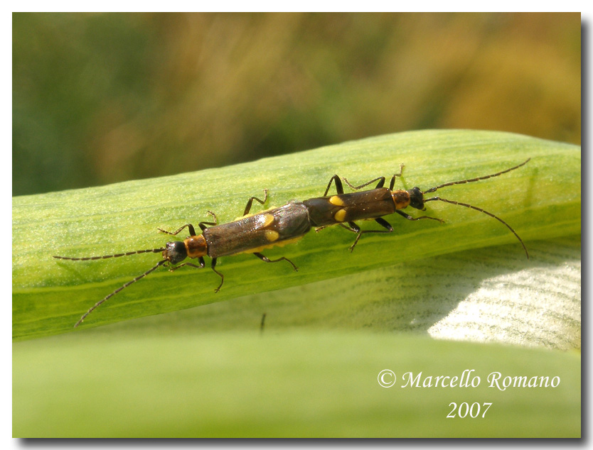 I generi Malthinus e Malthodes (Coleoptera, Cantharidae)